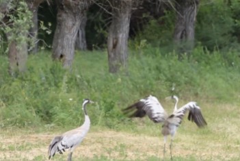 Turnalardan kur dansı