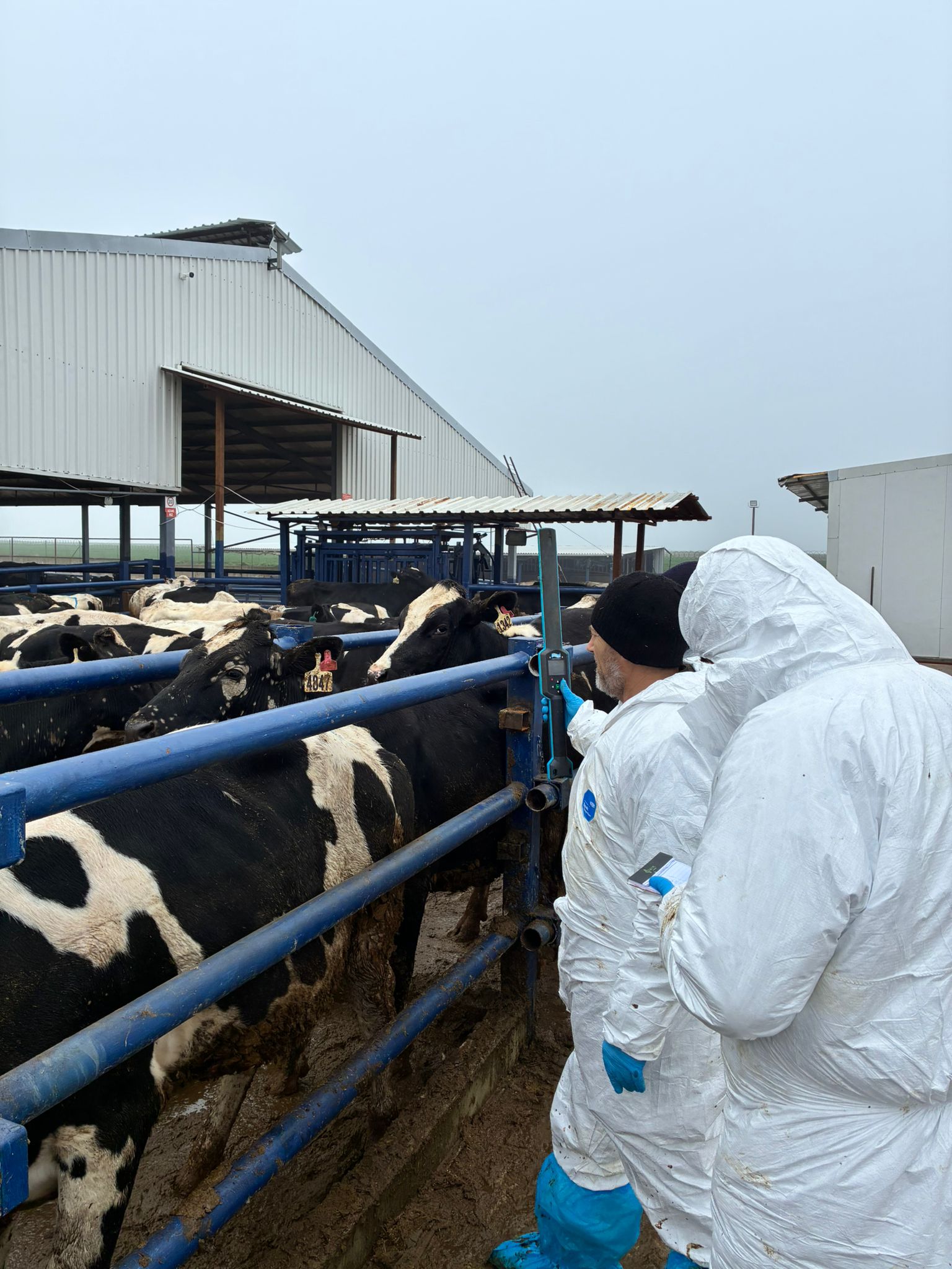 Edirne’de hayvan sağlığı denetimi