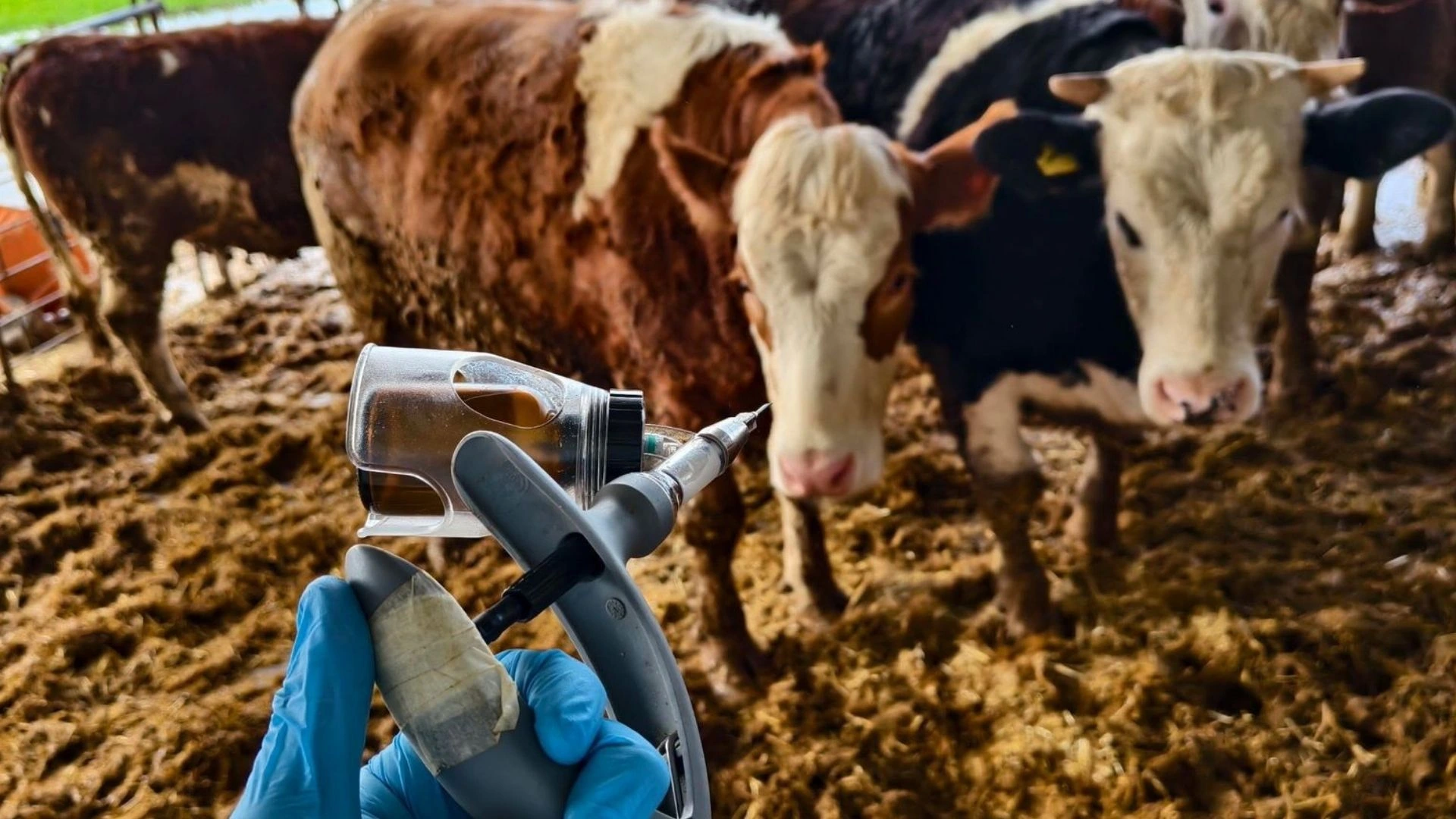 Edirne'de 'şap aşısı' seferberliği