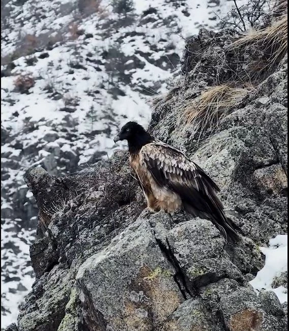 Gökyüzünün Asil Avcısı:Zirvenin Tek Sahibi