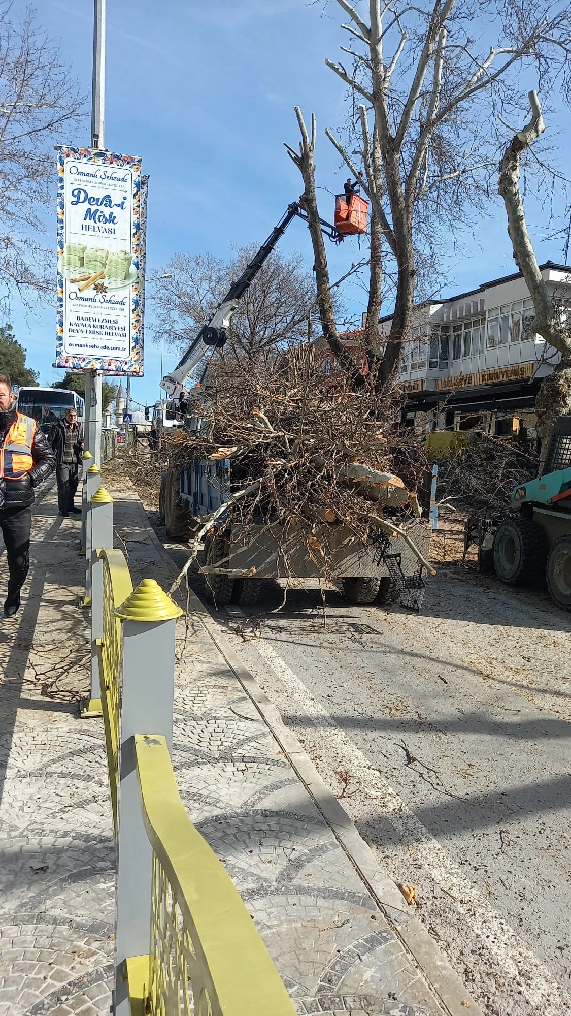 Kıyık caddesinde ağaçlar budanıyor