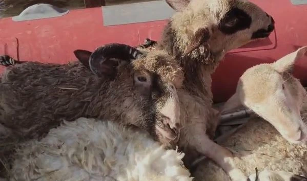 Mahsur Kalan 22 Koyun Kurtarıldı