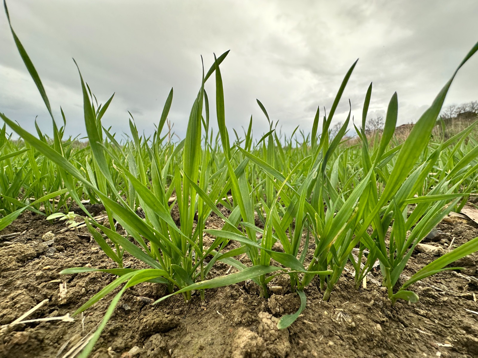 Kurak yılların ardından nefes!
