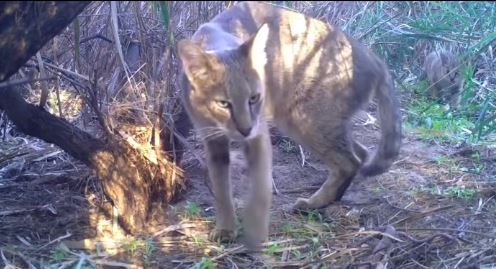 Daha önce hiç ““Saz Kedisi” gördünüz mü?