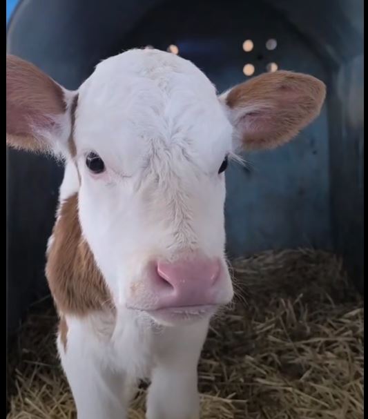 “Bu Pembe Buruna Bir İsim Şart!”