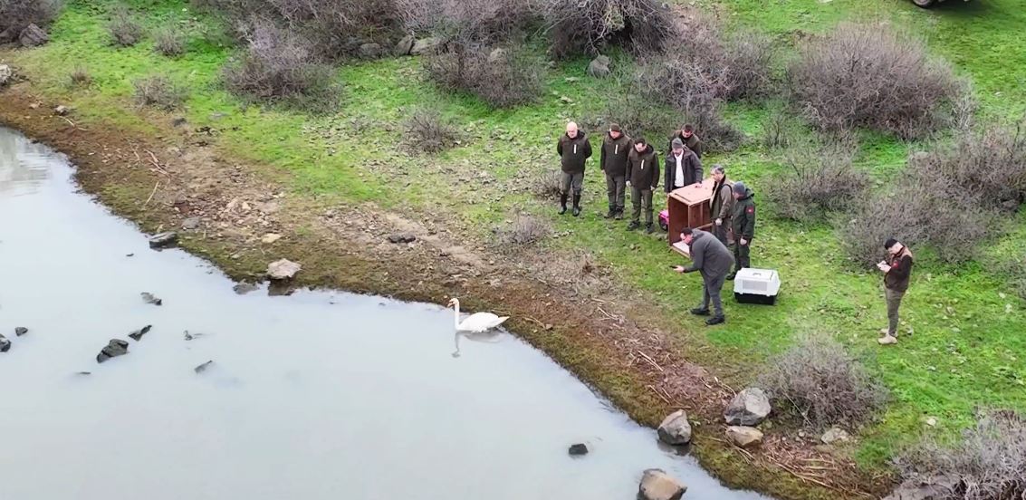 Ankara'da Düşen Kuğu, Edirne'de Suyla Buluştu