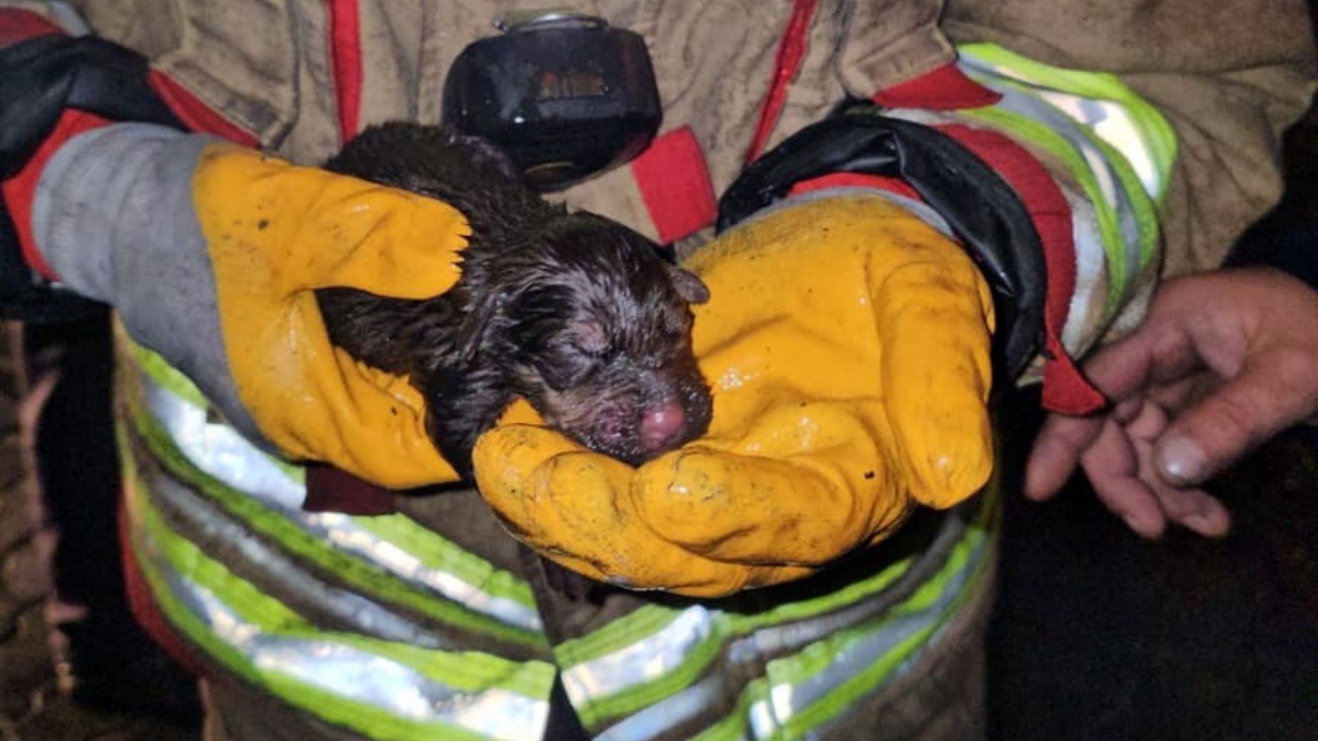 Alevler içinde yavru köpekler için seferberlik