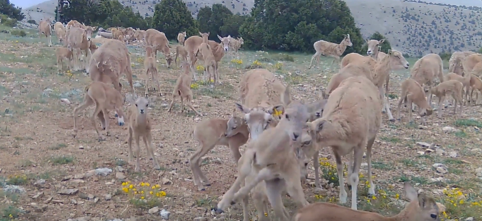 Yaban Hayatından Bayram Karesi: “Fotokapan” Aile Fotosu Çekti