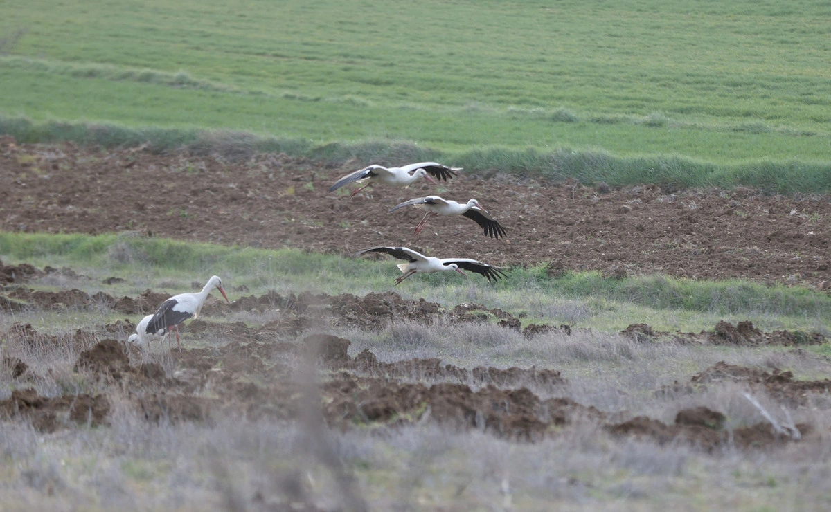 Göç yolunda leylekler mola verdi