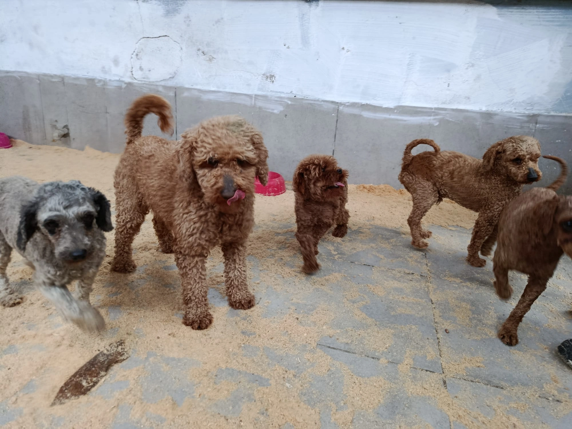 Edirne'de köpek üretim çiftliğine operasyon!