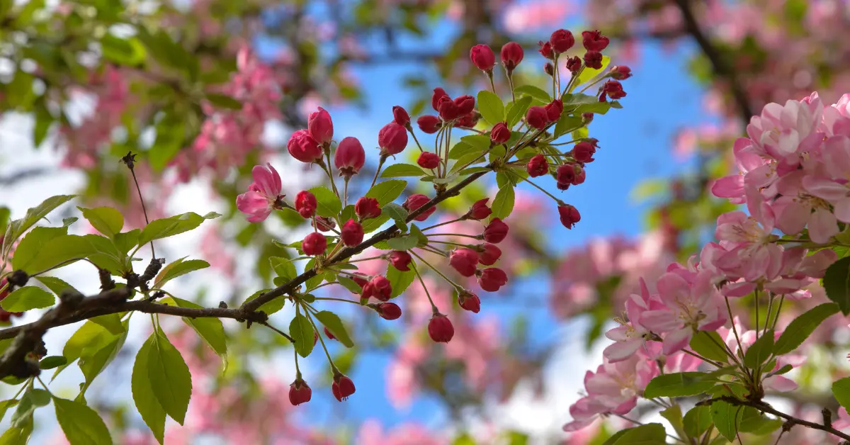 Son cemre toprağa düştü: Bahar resmen başladı