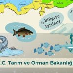 Tatli su balikcilarinin dikkatine O baliklar icin yasak basladi | Edirne Ahval Gazetesi