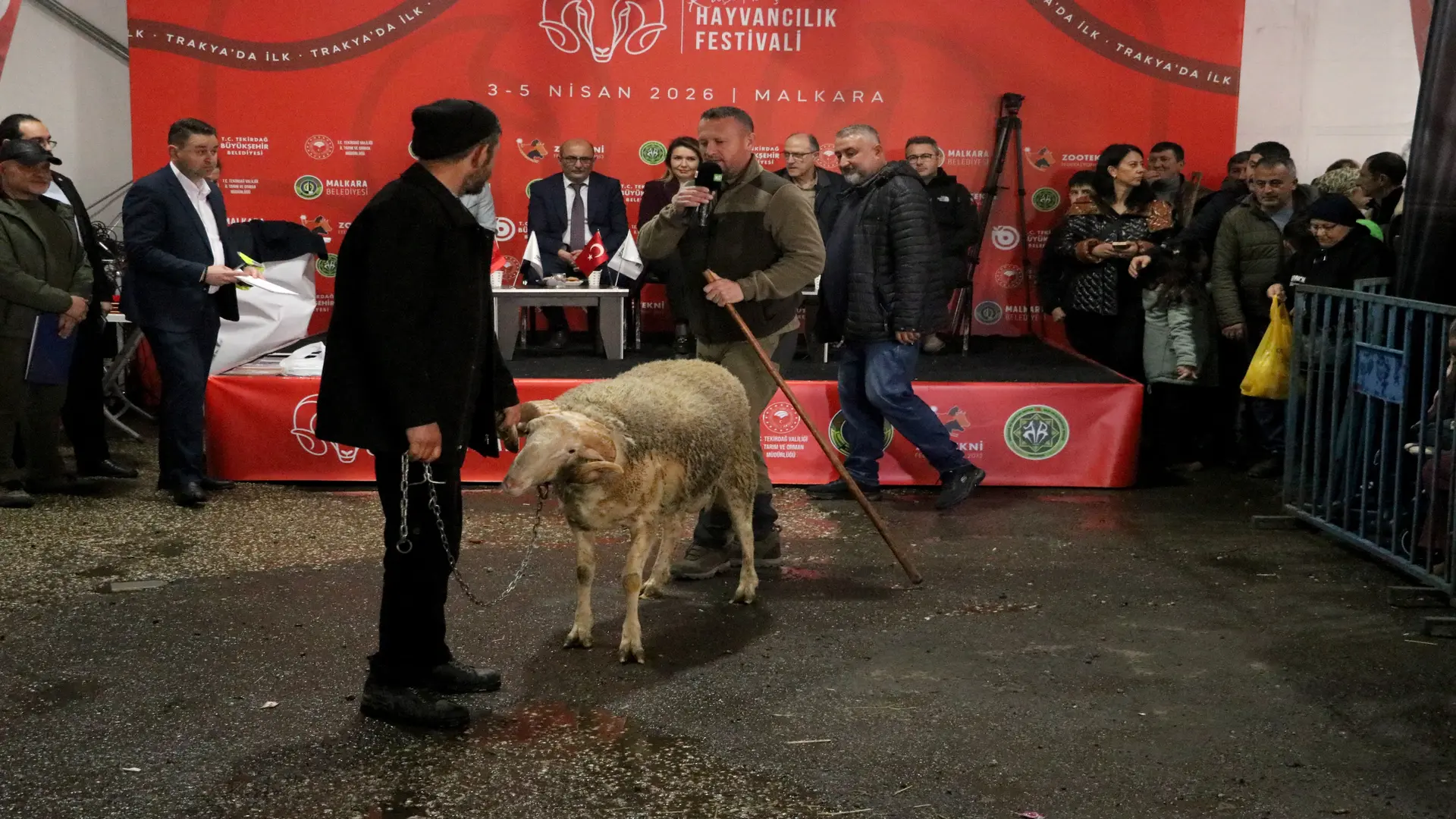 Damızlık Koçlar Yarıştı, Birinciler Ödüllerini Aldı