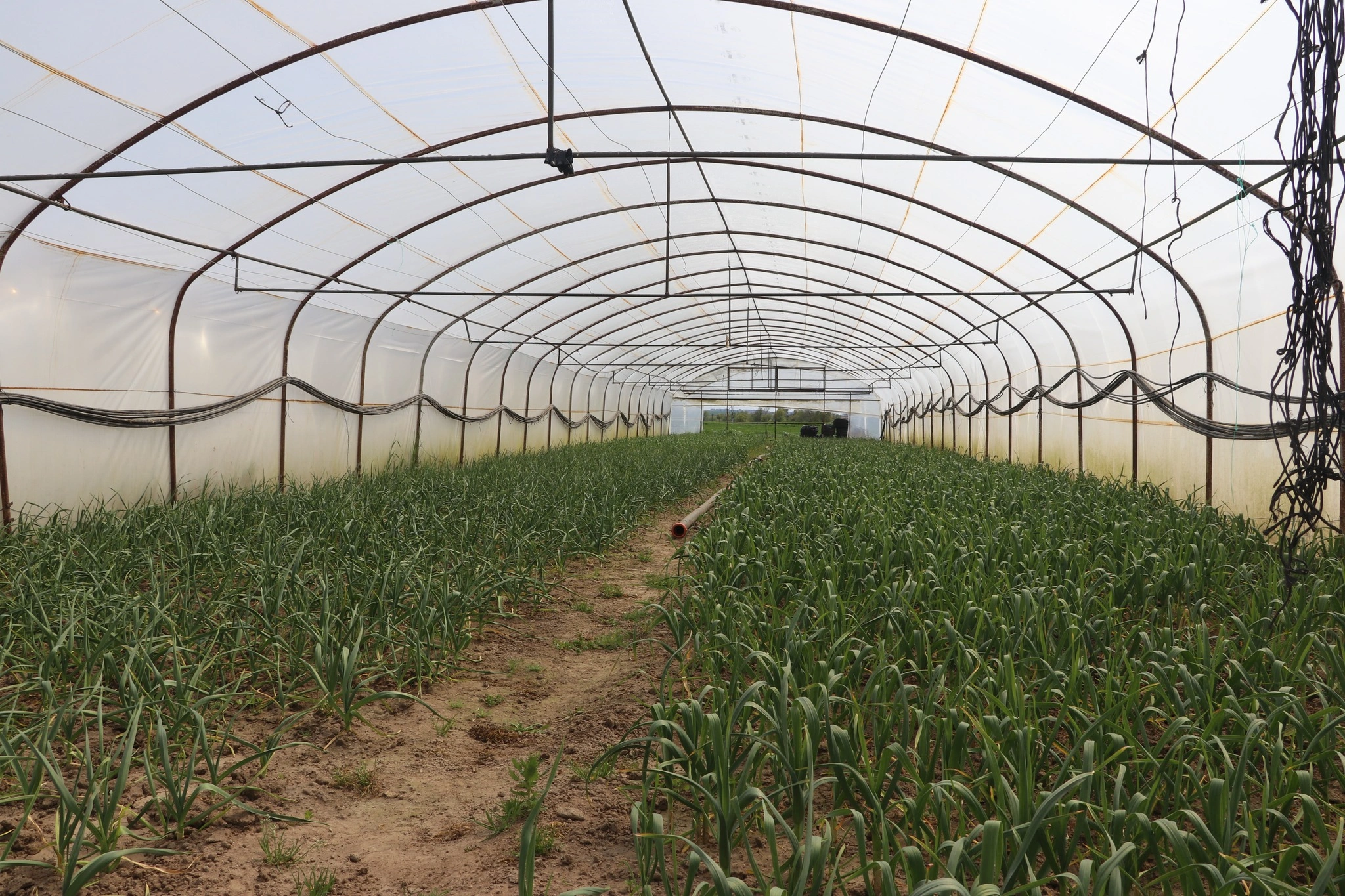 Seracılıkta 'hibe' bereketi